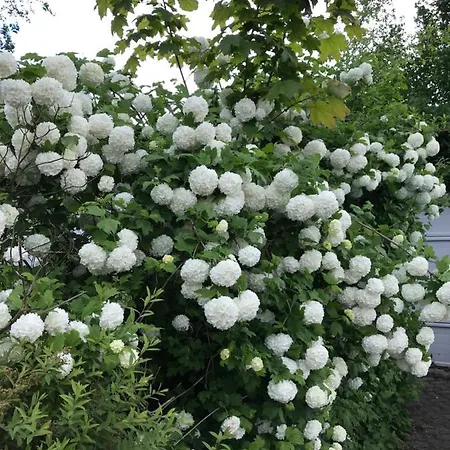 Les Cerises Entre Strasbourg Et Haguenau * Bischwiller